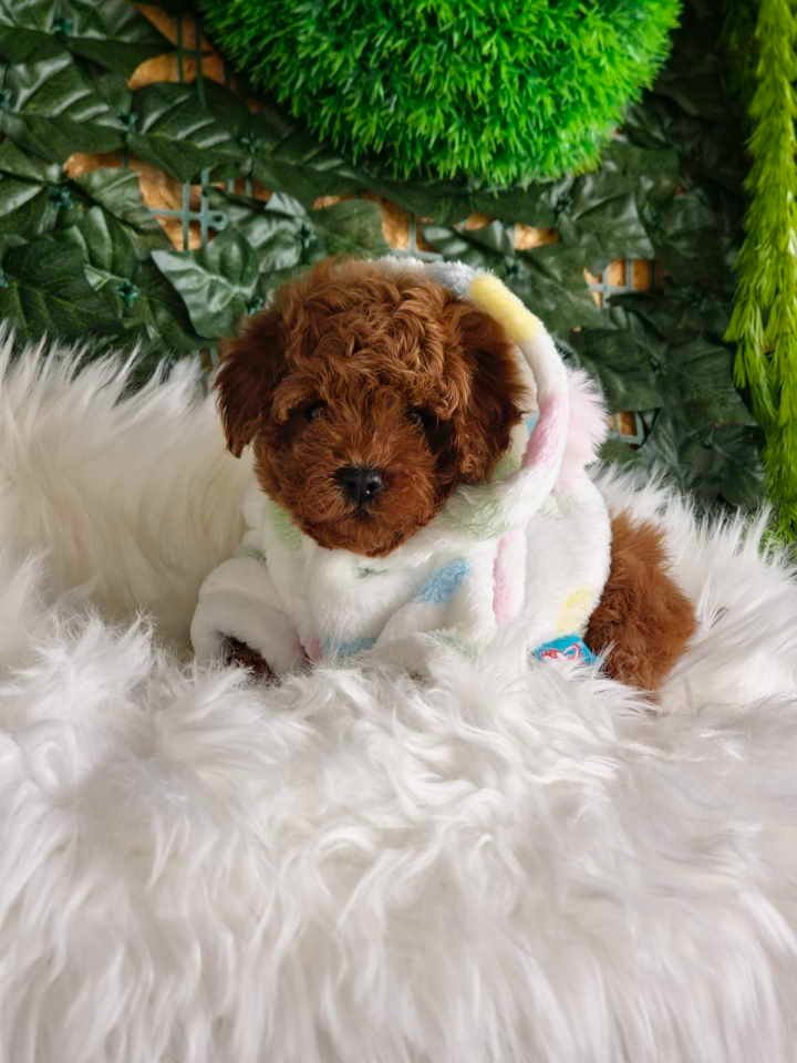 Nove bebice toy I mini pudle