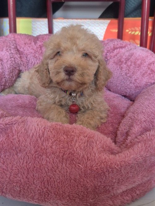 Labradoodle F1b preslatki štenci