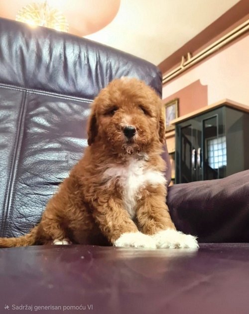 Labradoodle F1b preslatki štenci