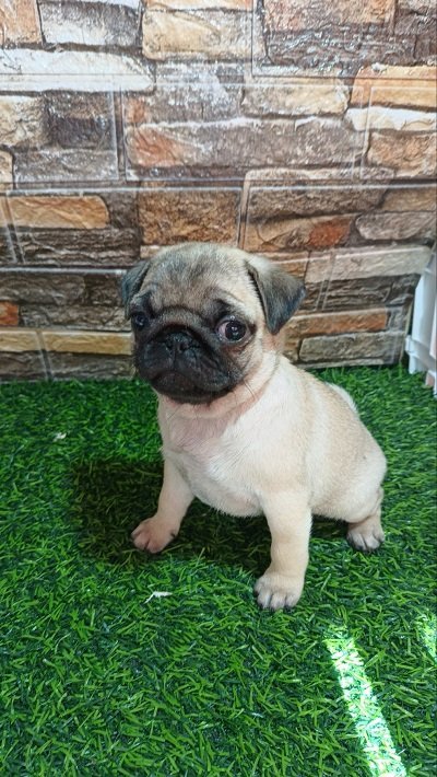 Mops, žensko štene