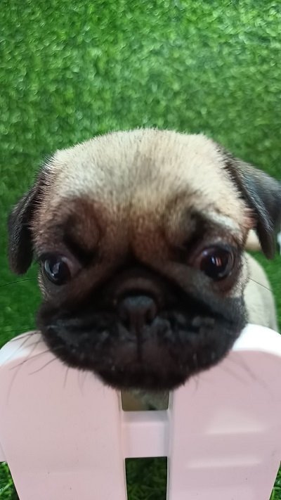 Mops, žensko štene