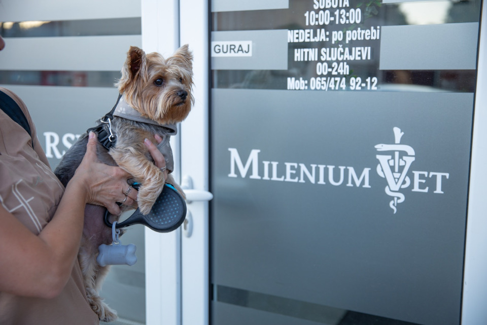 Dezurni veterinar Novi Sad 00-24h