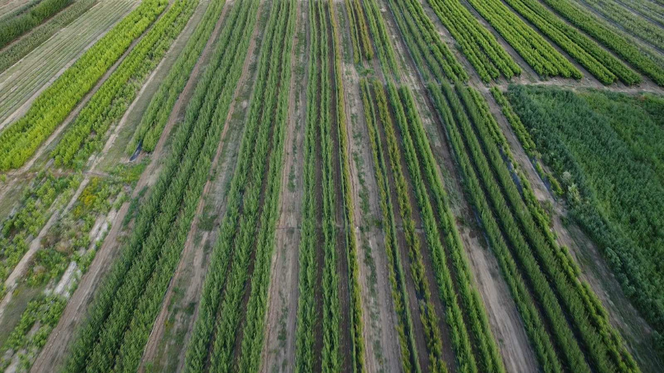 Prestiž Plant Nursery