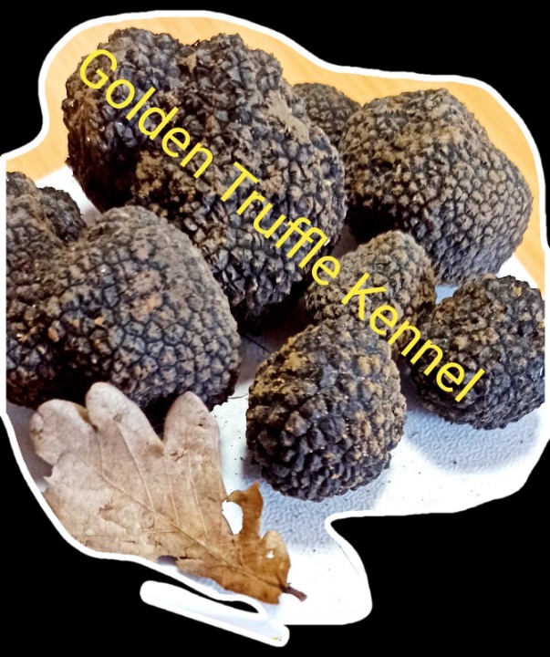 Psi za trazenje tartufa -Tartufari