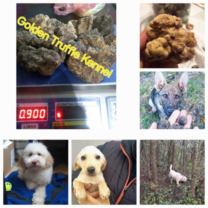 Psi za trazenje tartufa -Tartufari