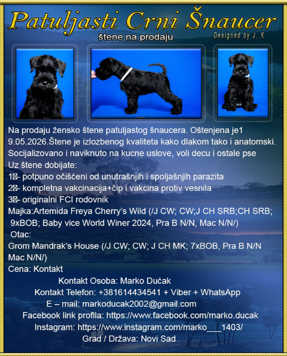 Patuljasti Crni Šnaucer