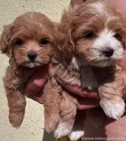 Maltipoo stenci