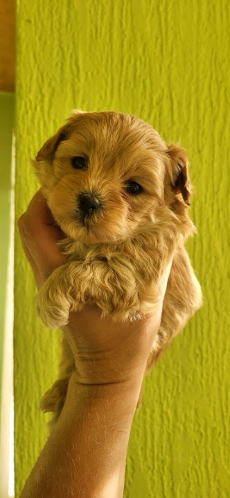 Maltipoo stenci