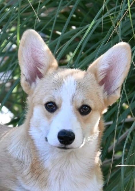 Velski korgi/Welsh Corgi Pembroke