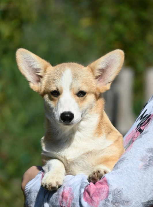 Velski korgi/Welsh Corgi Pembroke