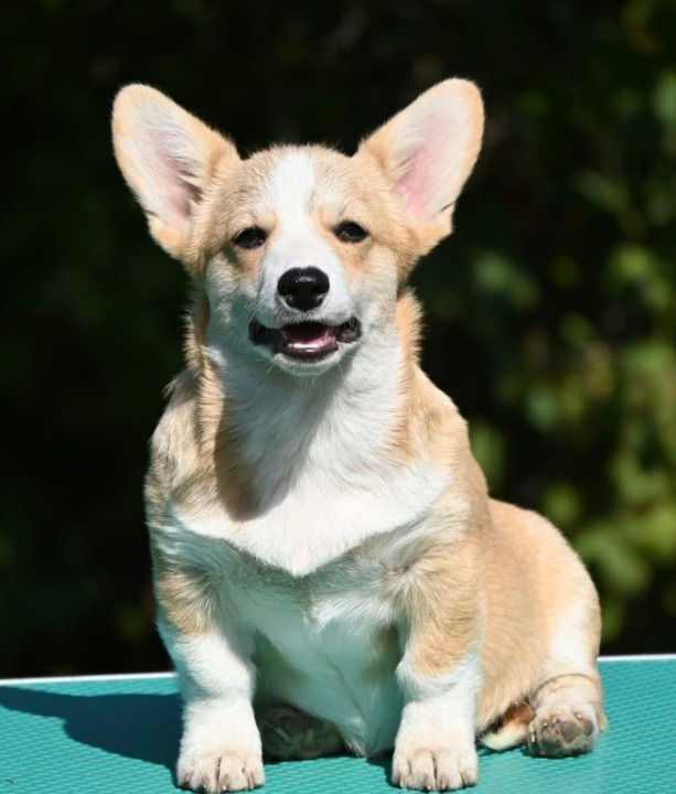 Velski korgi/Welsh Corgi Pembroke