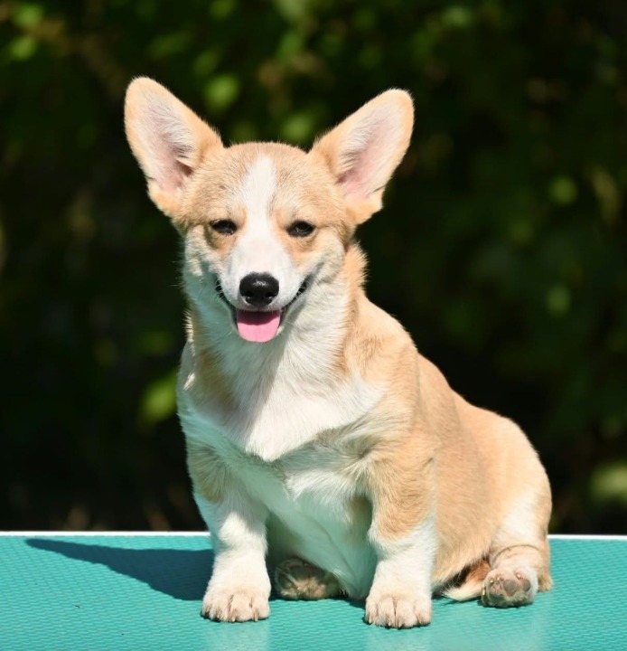 Velski korgi/Welsh Corgi Pembroke