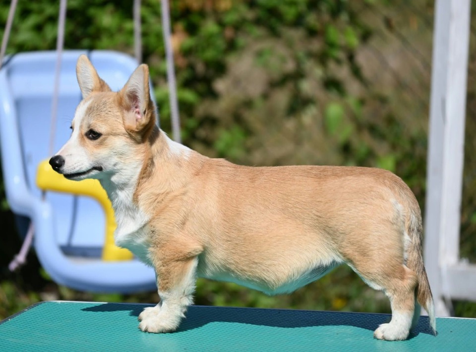 Velski korgi/Welsh Corgi Pembroke