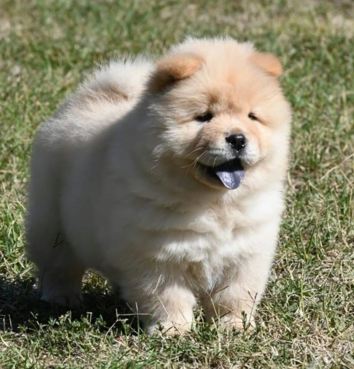 Chow Chow Čau Čau štenci