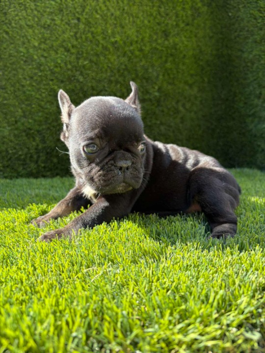 Francuski Buldog PRELEPI štenci